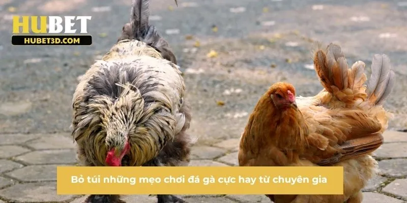 Bỏ túi những mẹo chơi đá gà cực hay từ chuyên gia