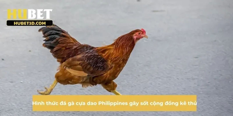 Hình thức đá gà cựa dao Philippines gây sốt cộng đồng kê thủ